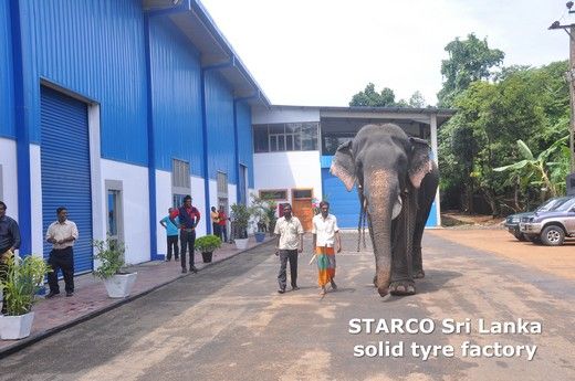 В открытии завода СТАРКО Ланка принимает участие слон